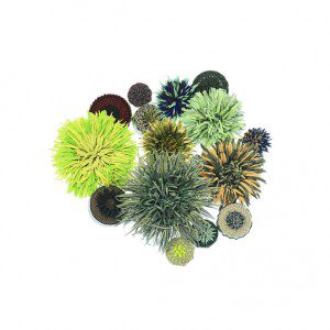 ‘Botanical Fictions’ by Vicki Mason