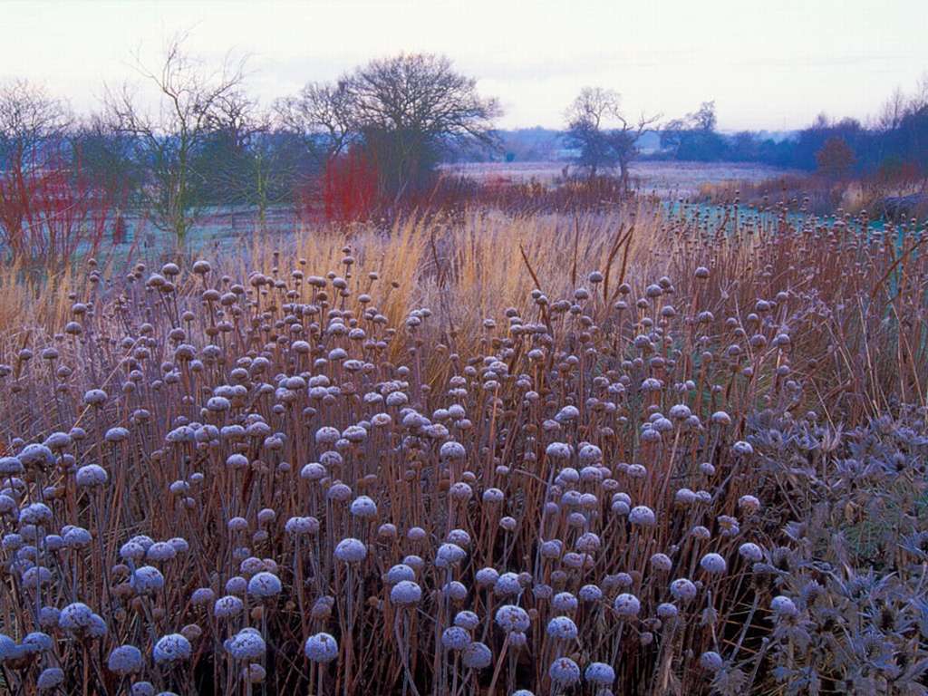 13 - Piet Oudolf - Wisley garden